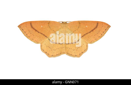 70.037 (1681) Clay Triple-lines - Cyclophora linearia Stock Photo