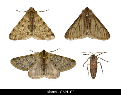 70.247 (1926) Pale Brindled Beauty - Phigalia pilosaria Stock Photo