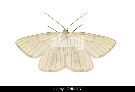 70.291 (1966) Black-veined Moth - Siona lineata Stock Photo