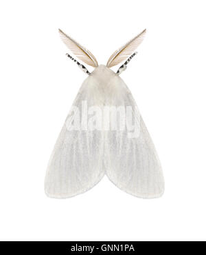 72.009 (2031) White Satin Moth - Leucoma salicis Stock Photo