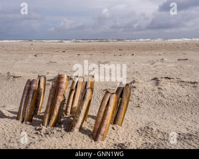 Composition of razor clams on beach Stock Photo