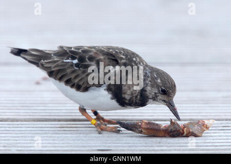 An adult winter Ruddy Turnstone picking at a crab claw, Newlyn, Cornwall, England, UK. Stock Photo