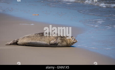 Common seal on a sandbank Stock Photo