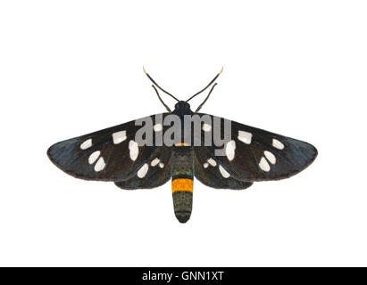 72.0343 (2070) Nine-spotted - Amata phegea Stock Photo