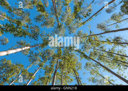 Looking up through the trees Stock Photo