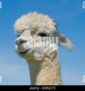 grey alpaca Stock Photo