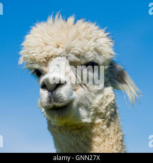 male alpaca head study Stock Photo