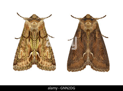 73.068 (2245) Green-brindled Crescent - Allophyes oxyacanthae Stock Photo