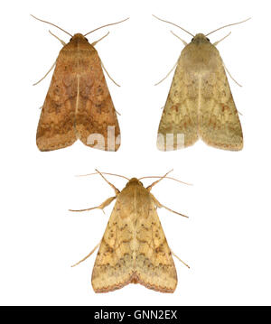 73.076 (2400) Scarce Bordered Straw - Helicoverpa armigera Stock Photo