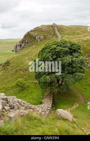 Northumberland,  England, UK.  Sycamore Gap on Hadrian's Wall (Pennine Way) Footpath.  Hotbank  Crags in Background. Stock Photo