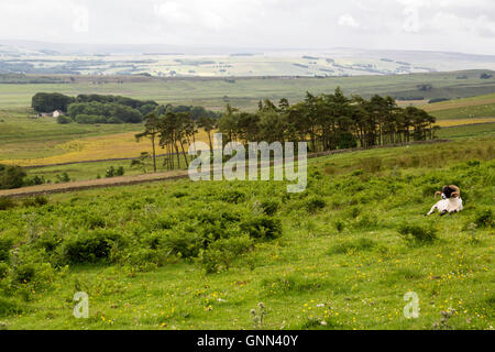 Northumberland, England, UK.Sheep Resting in Field along Hadrian's Wall Footpath. Stock Photo