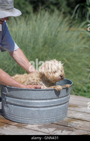 Small dog getting a bath outdoors in a large bucket Stock Photo