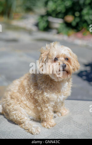 Dog in the sunshine Stock Photo