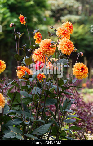 Dahlia 'David Howard' provides soft apricot colour over a long period at the Garden House Stock Photo