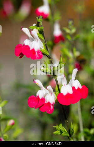 Red lipped white flowers of the shrubby, slightly tender Mexican sage, Salvia microphylla 'Hot Lips' Stock Photo