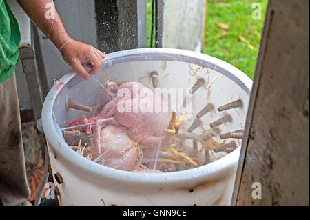Chickens in chicken plucker Stock Photo