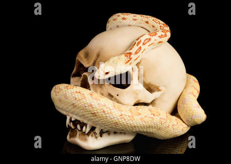 Skull and snake on a black background Stock Photo
