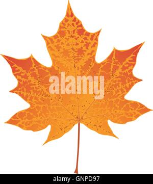 Maple Leaf Vector Illustration Stock Vector Image & Art - Alamy