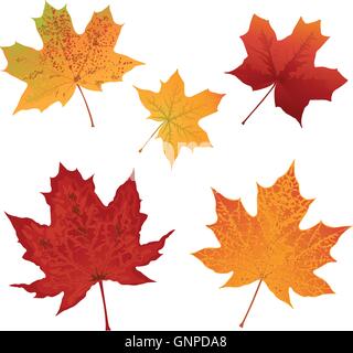 Autumn colored maple leaves set vector illustration Stock Vector