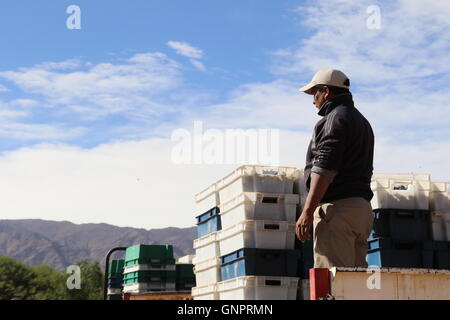 Harvest worker on a truck with crates of freshly picked grapes at Bodega y Estancia Colomé, Salta, Argentina Stock Photo