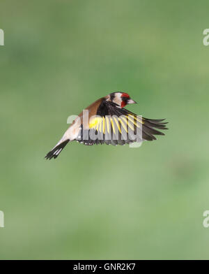 European Goldfinch in flight Stock Photo