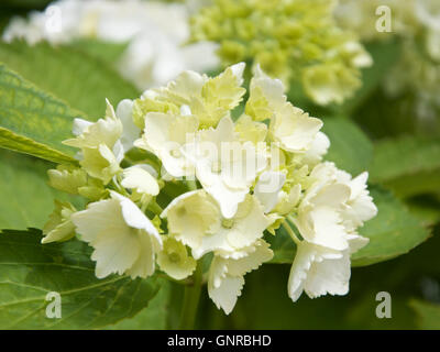 Young cream flowers of Hydrangea macrophylla 'Madame Emile Mouillere' Stock Photo