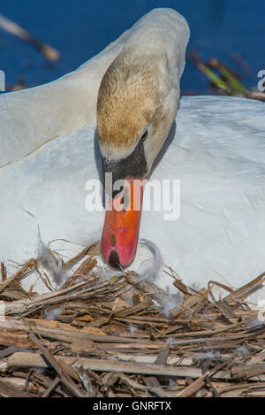 Mute Swan (Cygnus olor) tending nest, Eastern North America