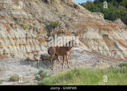 Wild Horse, (Equs ferus), colt rubbing itself on sandstone rock, Western North America Stock Photo