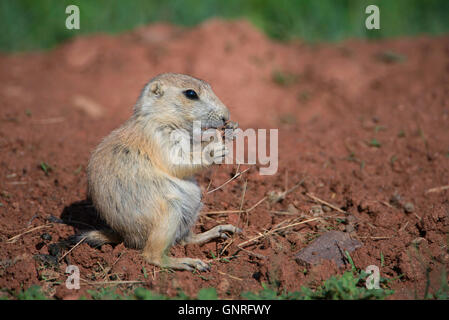 Black-tailed Prairie Dog  (Cynomys ludovicianus), young eating, North Dakota USA Stock Photo