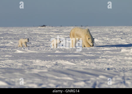 Polar Bear Sow and cubs walking along the frozen tundra, Ursus maritimus Canada Stock Photo
