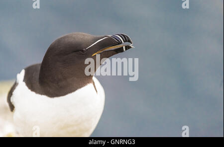 Razorbill on the Latrabjarg cliffs, a promontory and the westernmost point in Iceland. Stock Photo