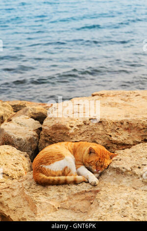 portrait of a sleeping ginger cat on the rocks at Ayia Napa harbour, Cyprus. Stock Photo