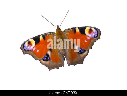 European Peacock butterfly isolated on white background Stock Photo