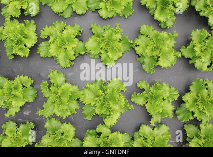 Overhead view of organic loose leaf lettuce grown using black sheeting to suppress weeds in English kitchen garden setting, UK Stock Photo
