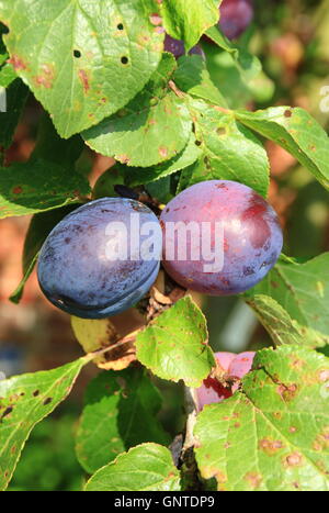 Ripening plums  of the River's Early Prolific variety growing in an English orchard garden - August Stock Photo