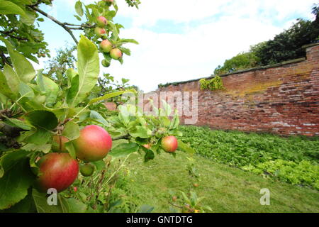 Apples (Jester variety) ripen in an orchard at Wortley Hall Walled Garden, Sheffield England UK Stock Photo