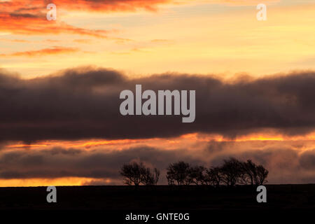 Daybreak over Castleton Rigg, North York Moors national park with a line of trees in silhouett beneath grey clouds Stock Photo