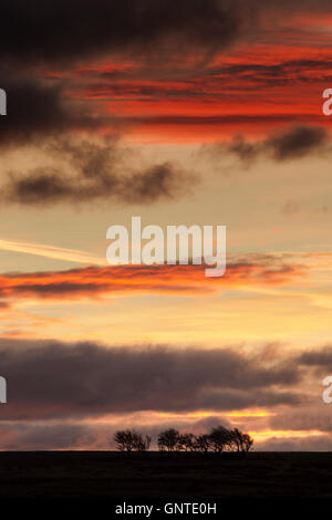 Daybreak over Castleton Rigg, North York Moors national park with a line of trees in silhouette beneath grey clouds Stock Photo