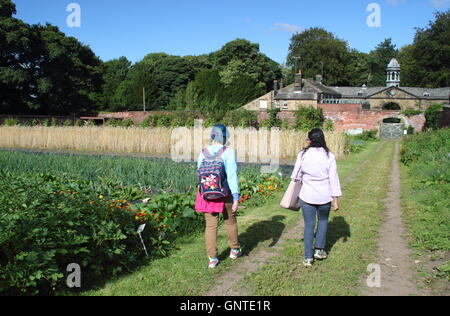 Organic vegetable crops growing in the walled garden at Wortley Hall, Sheffield south Yorkshire northern England UK - August Stock Photo