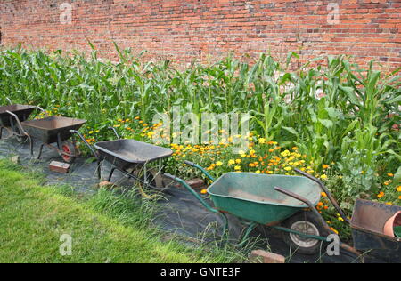 Wheelbarrows near ripening sweetcorn in the walled garden at Wortley Hall near the city of Sheffield, South Yorkshire England UK Stock Photo