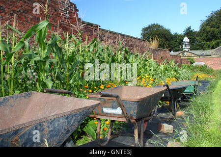 Wheelbarrows near ripening sweetcorn in the walled garden at Wortley Hall near the city of Sheffield, South Yorkshire England UK Stock Photo