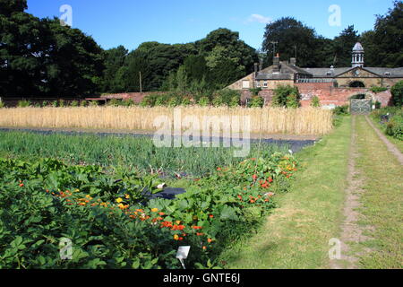 Organic vegetable crops growing in the walled garden at Wortley Hall, Sheffield south Yorkshire northern England UK - August Stock Photo