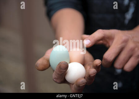 Man Holding and Pointing to Chicken Eggs of Different Colors Stock Photo