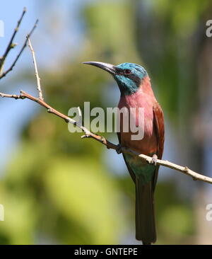 African Northern Carmine bee-eater a.k.a. Nubian bee eater (Merops nubicus) Stock Photo