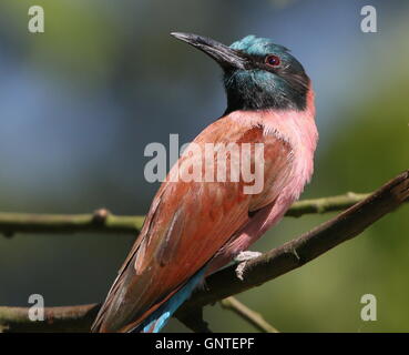 Male African Northern Carmine bee-eater a.k.a. Nubian bee eater (Merops nubicus) Stock Photo