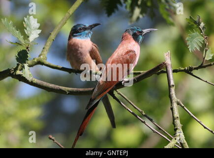 pair of African Northern Carmine bee-eaters a.k.a. Nubian bee eater (Merops nubicus). Juvenile in background. Stock Photo
