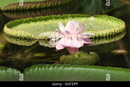 Flowering South American Queen Victoria's water lily a.k.a. Giant Amazon Water Lily (Victoria amazonica), Stock Photo