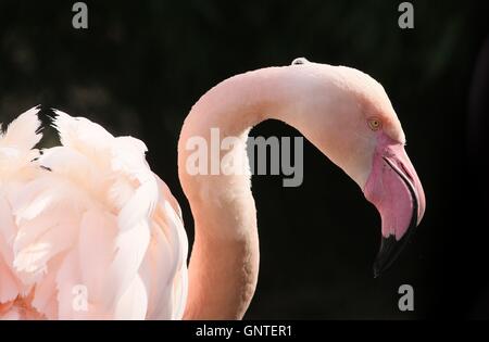 Backlit European Greater Flamingo (Phoenicopterus roseus) on a black background. Stock Photo