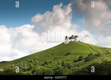 Pine tree topped Colmer's Hill, Symondsbury, Bridport, Dorset. Stock Photo