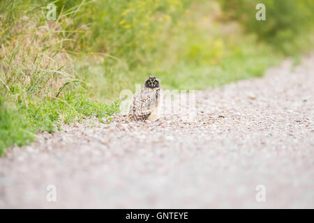 Juvenile / fledgling Short-eared Owl resting on the side of the gravel road in Montana, USA Stock Photo
